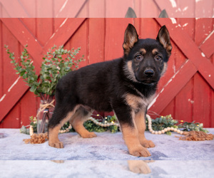 Medium German Shepherd Dog