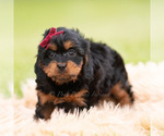 Puppy Maple F1 Cavapoo (Miniature)