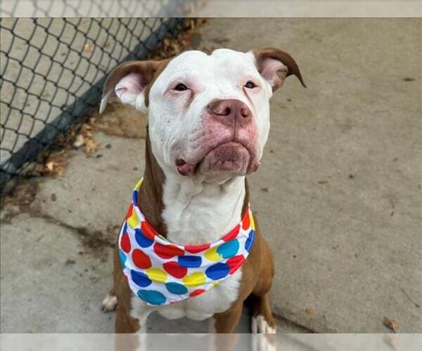 Medium Photo #1 Mutt Puppy For Sale in Tulsa, OK, USA