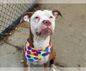 Mutt Dogs for adoption in Tulsa, OK, USA