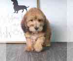Small Photo #2 Poochon Puppy For Sale in RED LION, PA, USA