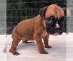 Small #2 Boxer