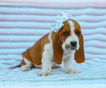 Small #1 Basset Hound