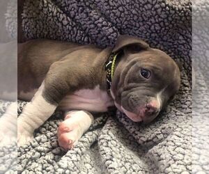 American Pit Bull Terrier Puppy for sale in NEW YORK, NY, USA