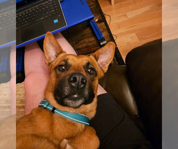 Medium Photo #4 German Shepherd Dog-Unknown Mix Puppy For Sale in Minneapolis, MN, USA