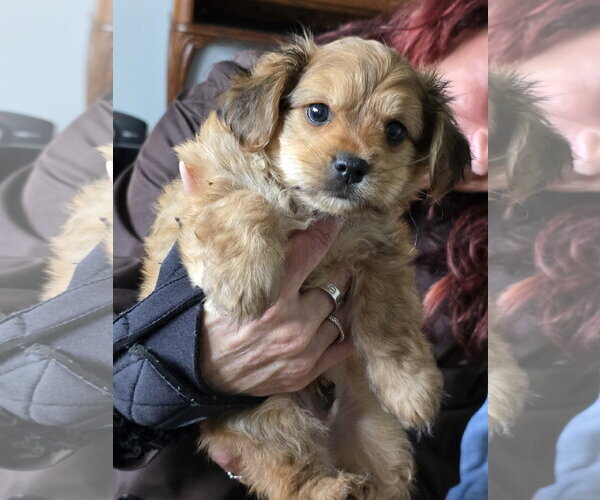 Medium Photo #2 Maltese-Unknown Mix Puppy For Sale in Morganville, NJ, USA