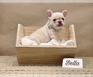French Bulldog Puppy for sale in TRENTON, MI, USA