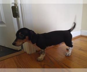Chiweenie Puppy for sale in CANTON, GA, USA