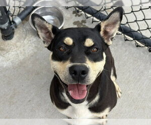 German Shepherd Dog Dogs for adoption in Tulsa, OK, USA