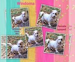 Small Photo #4 Lhasa Apso-Unknown Mix Puppy For Sale in Missouri City, TX, USA