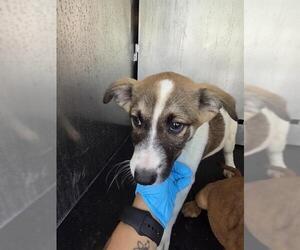 Boxer-German Shepherd Dog Mix Dogs for adoption in San Antonio, TX, USA