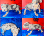 Puppy Puppy 1 American Bully