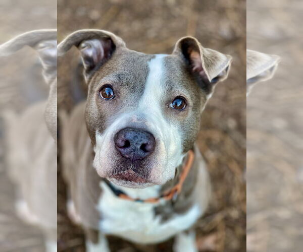 Medium Photo #6 Mutt Puppy For Sale in Mount Laurel, NJ, USA