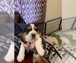 Small Photo #3 Basset Hound Puppy For Sale in GAITHERSBURG, MD, USA