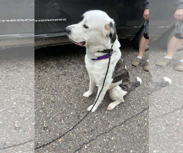 Medium Photo #2 Anatolian Shepherd-Great Pyrenees Mix Puppy For Sale in Princeton, MN, USA