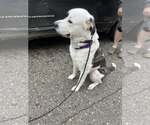 Small #1 Anatolian Shepherd-Great Pyrenees Mix
