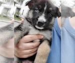 Small Photo #14 German Shepherd Dog-Siberian Husky Mix Puppy For Sale in HERNDON, PA, USA