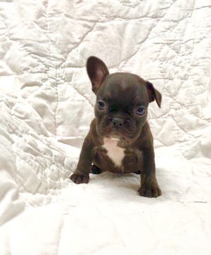 Medium Photo #8 French Bulldog Puppy For Sale in NEWMAN, CA, USA