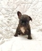 Small Photo #8 French Bulldog Puppy For Sale in NEWMAN, CA, USA