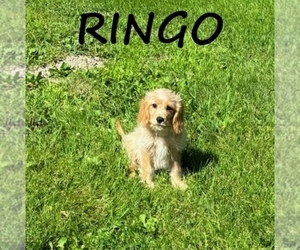 Cavapoo Puppy for sale in HARTLAND, MN, USA