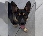 Small #1 Siberian Husky Mix