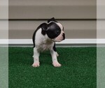 Small #16 Boston Terrier
