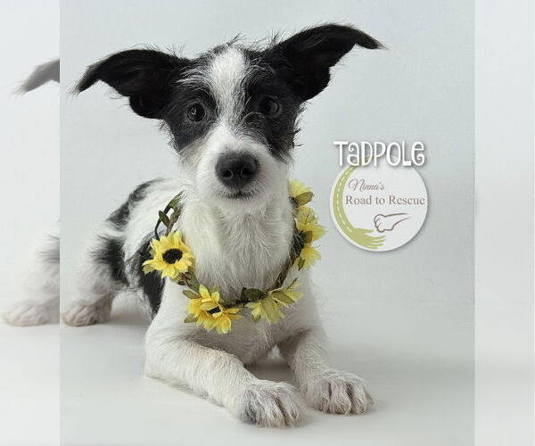 Medium Photo #3 Jack Russell Terrier-Unknown Mix Puppy For Sale in Benton, LA, USA