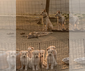 Shepradors Dogs for adoption in TEMECULA, CA, USA