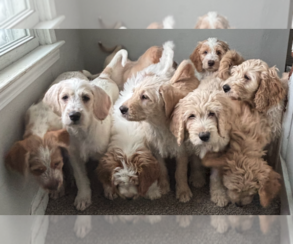 Medium Photo #1 Weimardoodle Puppy For Sale in COLUMBUS, OH, USA