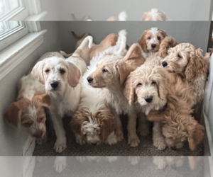 Weimardoodle Puppy for sale in COLUMBUS, OH, USA