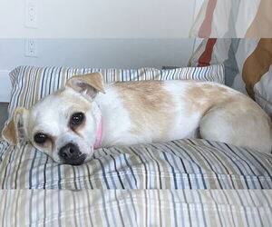Chihuahua-Unknown Mix Dogs for adoption in Bellevue, WA, USA
