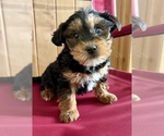 Small Photo #3 YorkiePoo Puppy For Sale in FAIR HAVEN, MI, USA