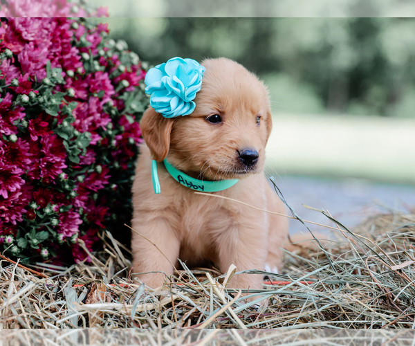 Medium Photo #3 Golden Retriever Puppy For Sale in LIBERTY, KY, USA