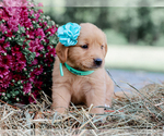 Small #2 Golden Retriever