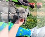 Small Photo #4 American Pit Bull Terrier Puppy For Sale in CHAMBERSBURG, PA, USA