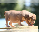 Small Photo #12 American Bully Puppy For Sale in MOUNT OLIVE, AL, USA