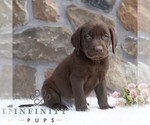 Small #4 Labrador Retriever