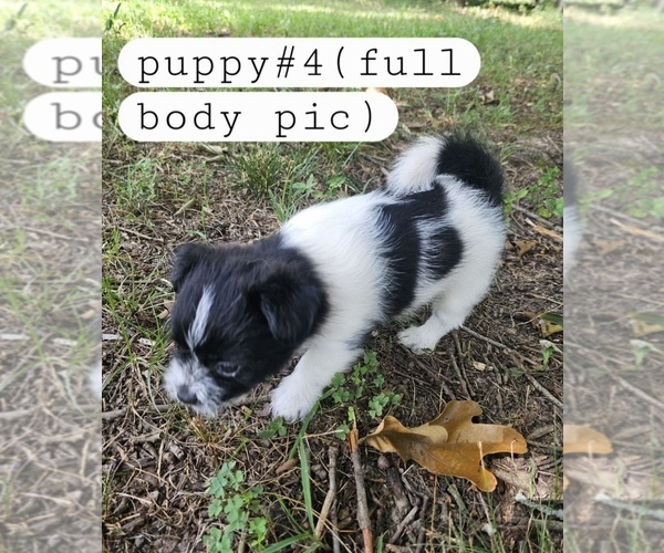 Medium Photo #6 Yorkshire Terrier Puppy For Sale in MOUNT VERNON, MO, USA