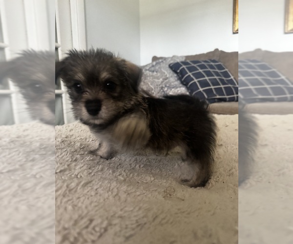 Medium Photo #4 Chorkie Puppy For Sale in WILMINGTON, NC, USA