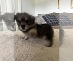 Small #3 Chorkie
