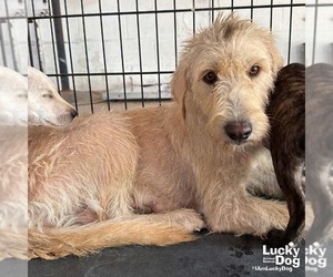 Mutt Dogs for adoption in Washington, DC, USA