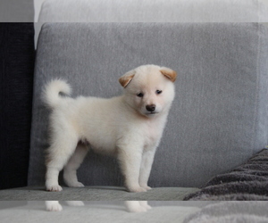 Shiba Inu Puppy for sale in EMPIRE STATE, NY, USA