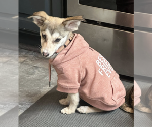 Alaskan Klee Kai-Unknown Mix Dogs for adoption in Anchorage, AK, USA