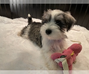 Schnauzer (Miniature) Puppy for sale in ROGERS, AR, USA
