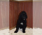 Small Photo #1 Goldendoodle Puppy For Sale in RITTMAN, OH, USA