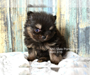 Pomeranian Puppy for sale in NILES, MI, USA