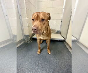 American Pit Bull Terrier-Unknown Mix Dogs for adoption in Glen Allen, VA, USA