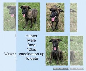 Holland Shepherd-Plott Hound Mix Dogs for adoption in Virginia Beach, VA, USA