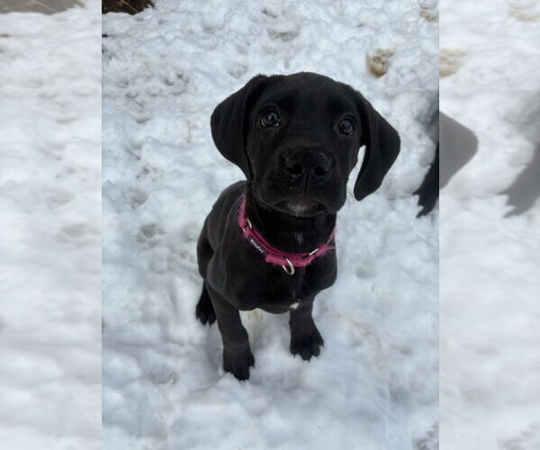 Medium Photo #11 Boweimar Puppy For Sale in Brewster, NY, USA