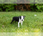 Small #24 Boston Terrier